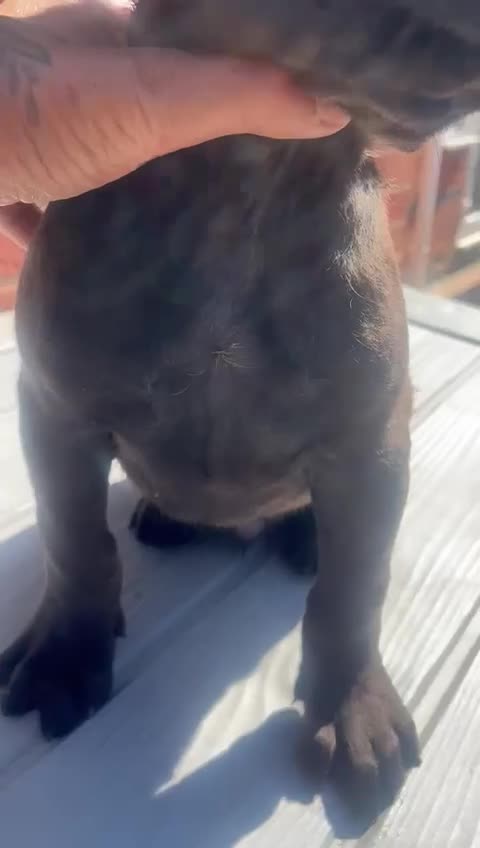 Presa Canario dogs for sale: Black presa Canario puppies - Video 1