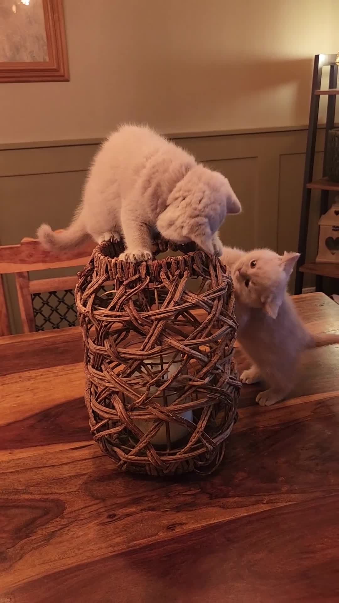 British Shorthair cats for sale: Gorgeous Fawn British shorthair  - Video 2