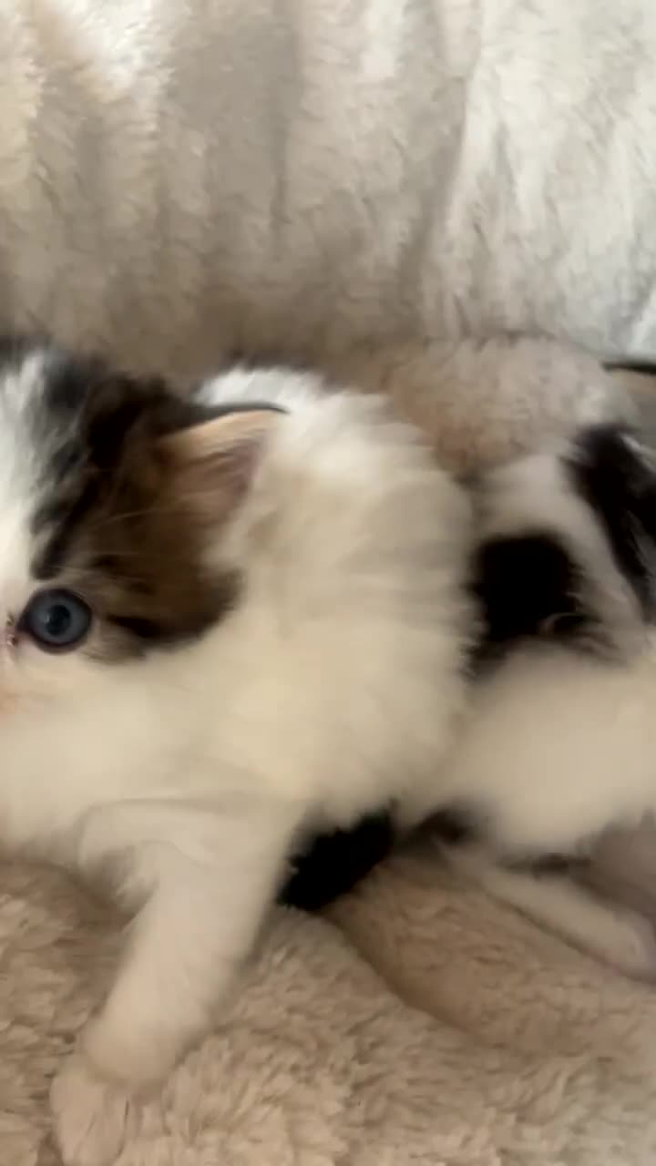 Mixed Breed cats for sale: Domestic mixed breed lil divas  - Video 4