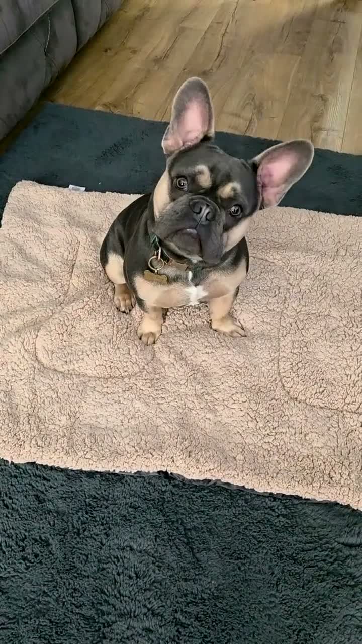 French Bulldog dogs for sale: French bulldog Del-Boy - Video 1