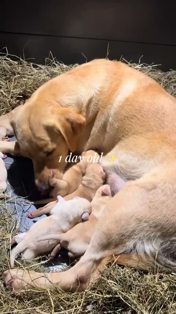 Labrador Retriever dogs for sale: 💛CHUNKY YELLOW LABS DUE 11TH SEPT💛 - Video 2