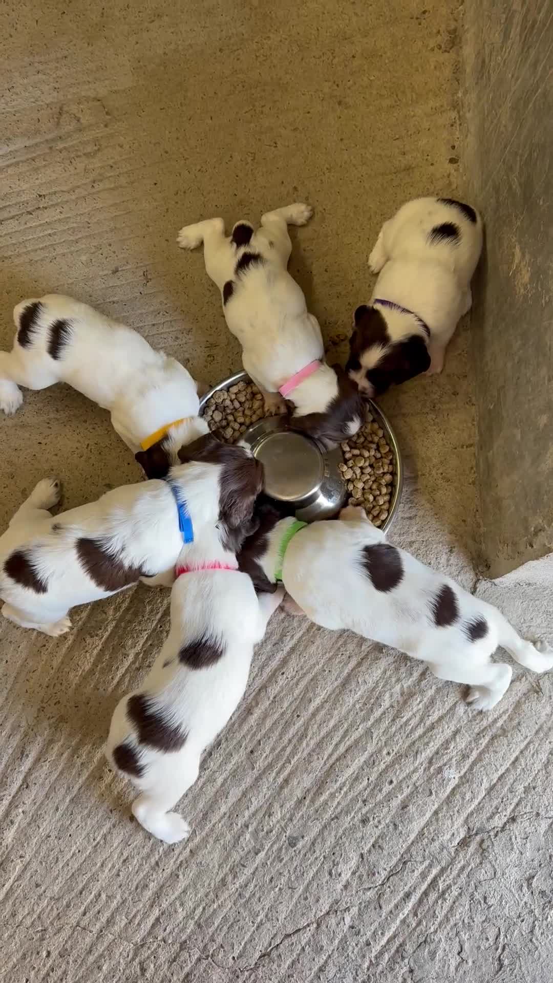 English Springer Spaniel dogs for sale: Springer spaniel puppies  - Video 1
