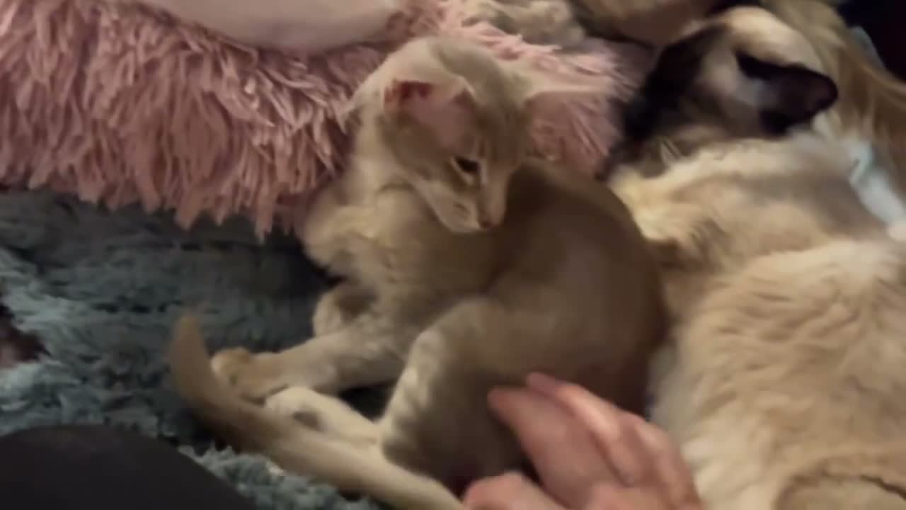 Oriental cats for sale: Beautiful lilac Oriental Longhair tabby boys - Video 2