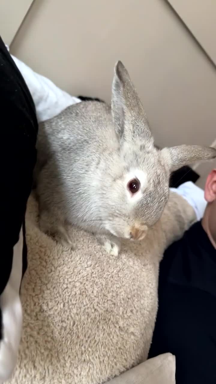 Mixed Breed rabbits for sale: boy for sale - Video 1