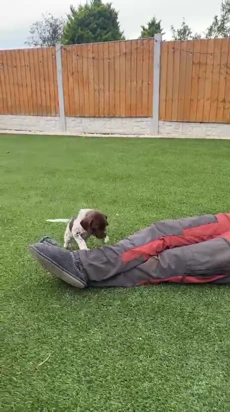 German Shorthaired Pointer dogs for sale: ***STUNNING KC GERMAN SHORTHAIRED POINTERS PUPS*** - Video 1