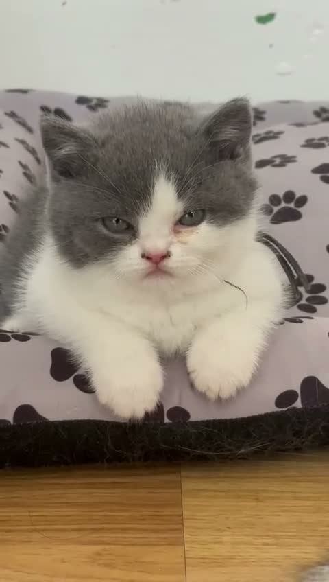 British Shorthair cats for sale:  GCCF Pedigree — Champion Bloodline Babies - Video 1