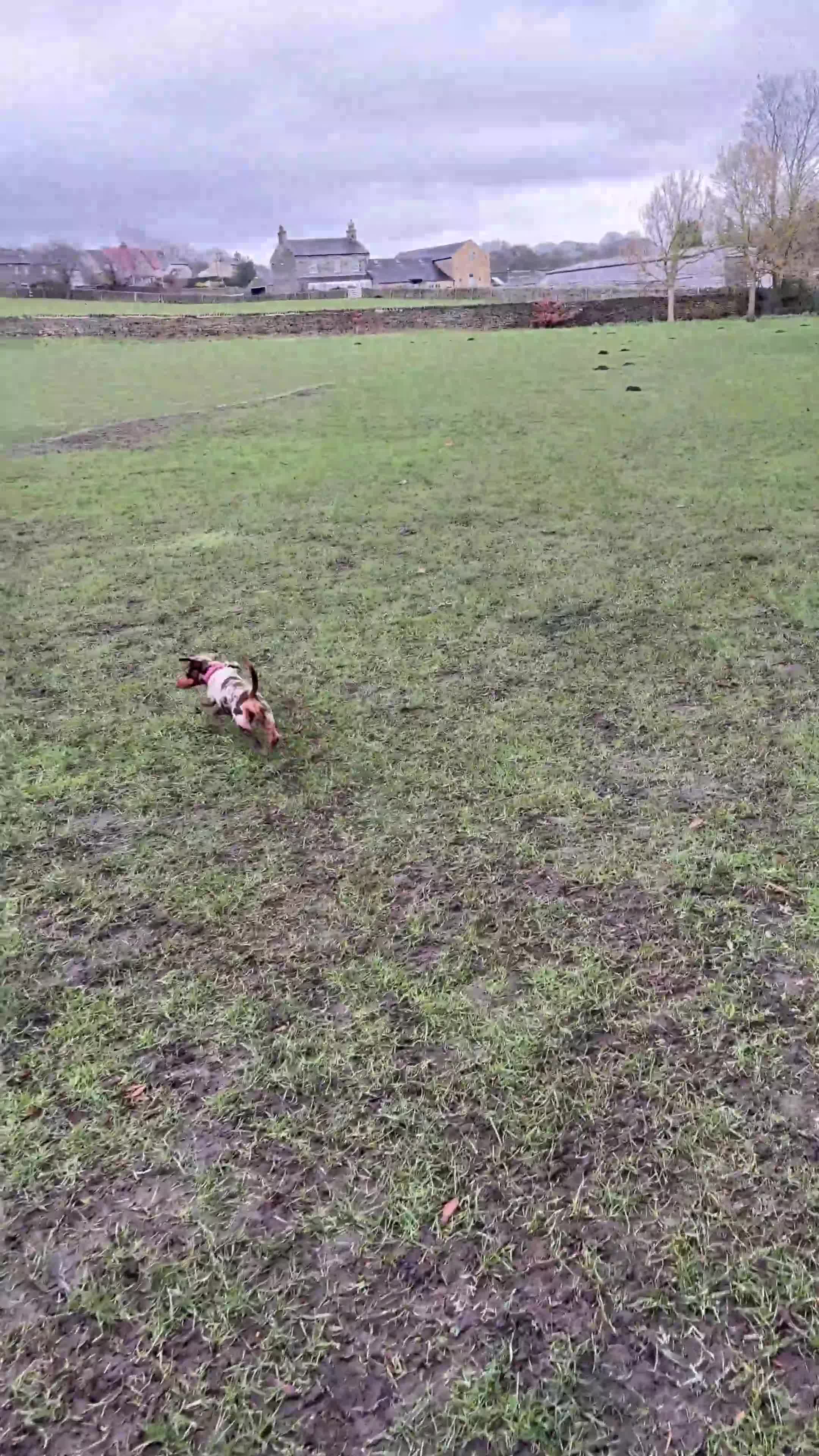 Miniature Dachshund dogs for sale: Miniature Dachshund - Isabelle dapple  in Bingley - Video 3