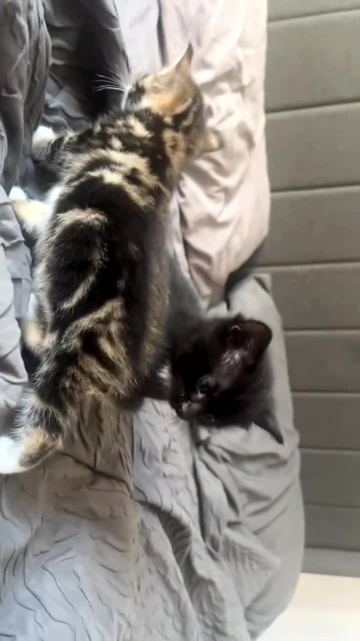 Mixed Breed cats for sale: Beautiful loving kittens - Video 1