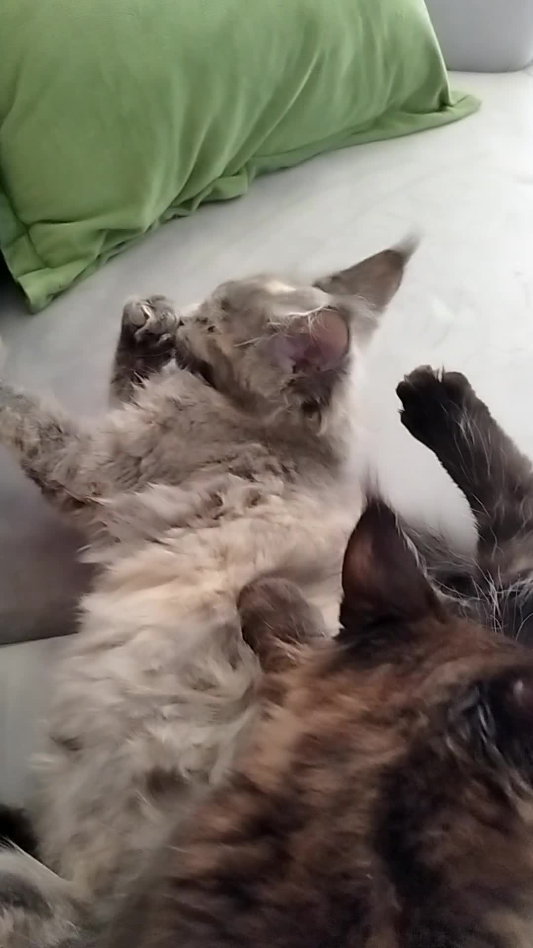 Maine Coon cats for sale: Tica pedigree MC kittens-ready for new home  - Video 3