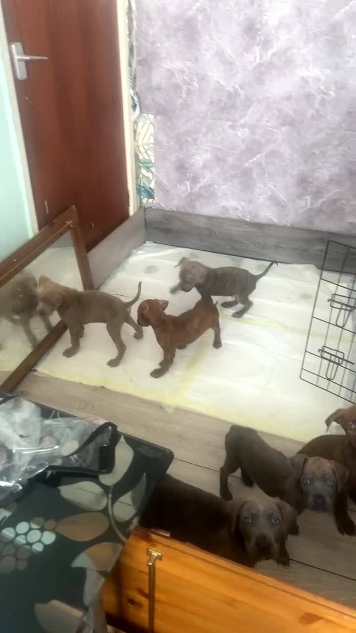 Mixed Breed dogs for sale: Presa canario cross  - Video 4