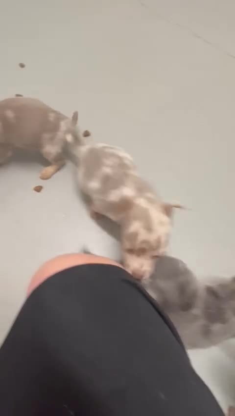 Jack Russell dogs for sale: 🌈 Jack Russells 🌈 - Video 1