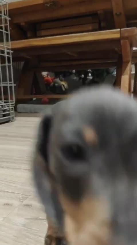 Miniature Dachshund dogs for sale: KC Miniature Shorthaired Dachshund  - Video 1