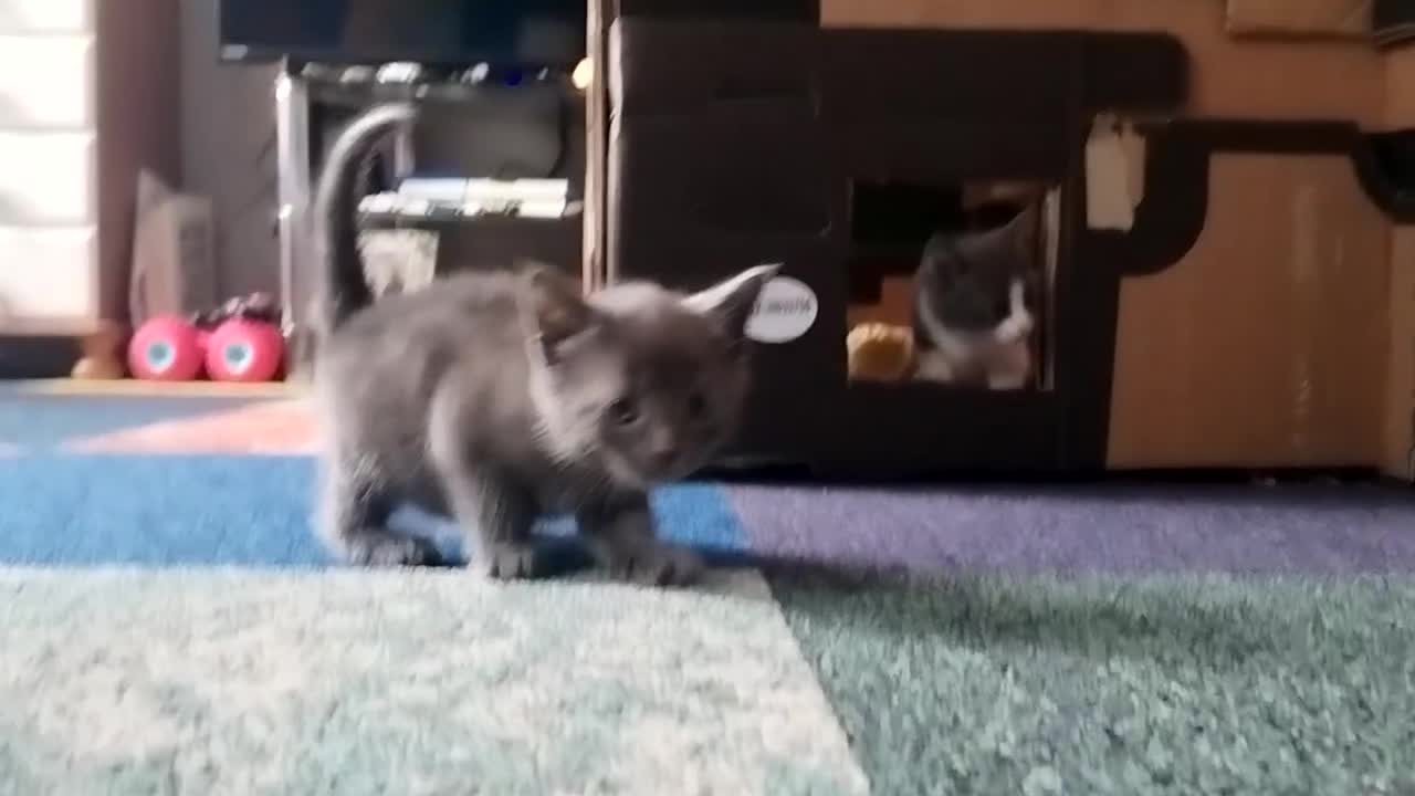 Mixed Breed cats for sale: 2 Affectionate British Shorthair Cross Kittens - Video 3