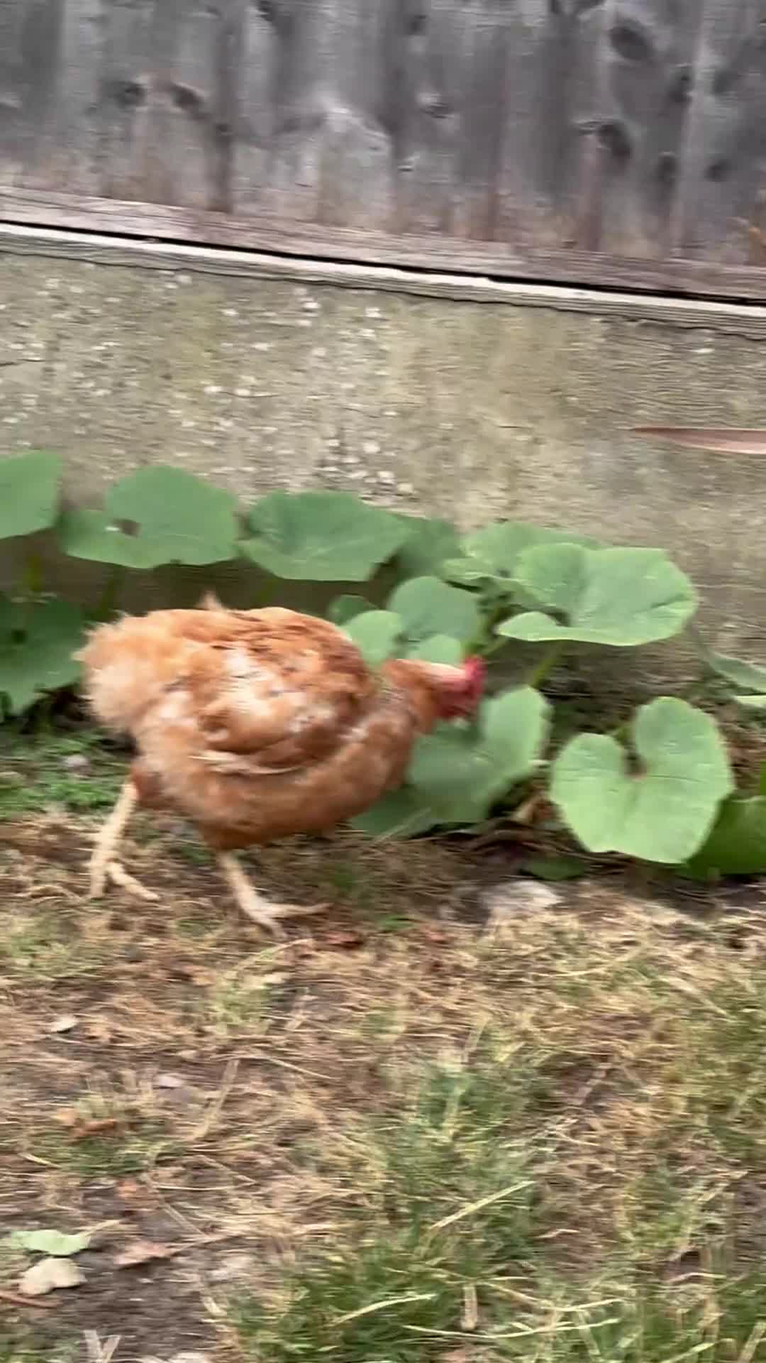Chickens poultry for sale: Chicken for sale  in London - Video 1