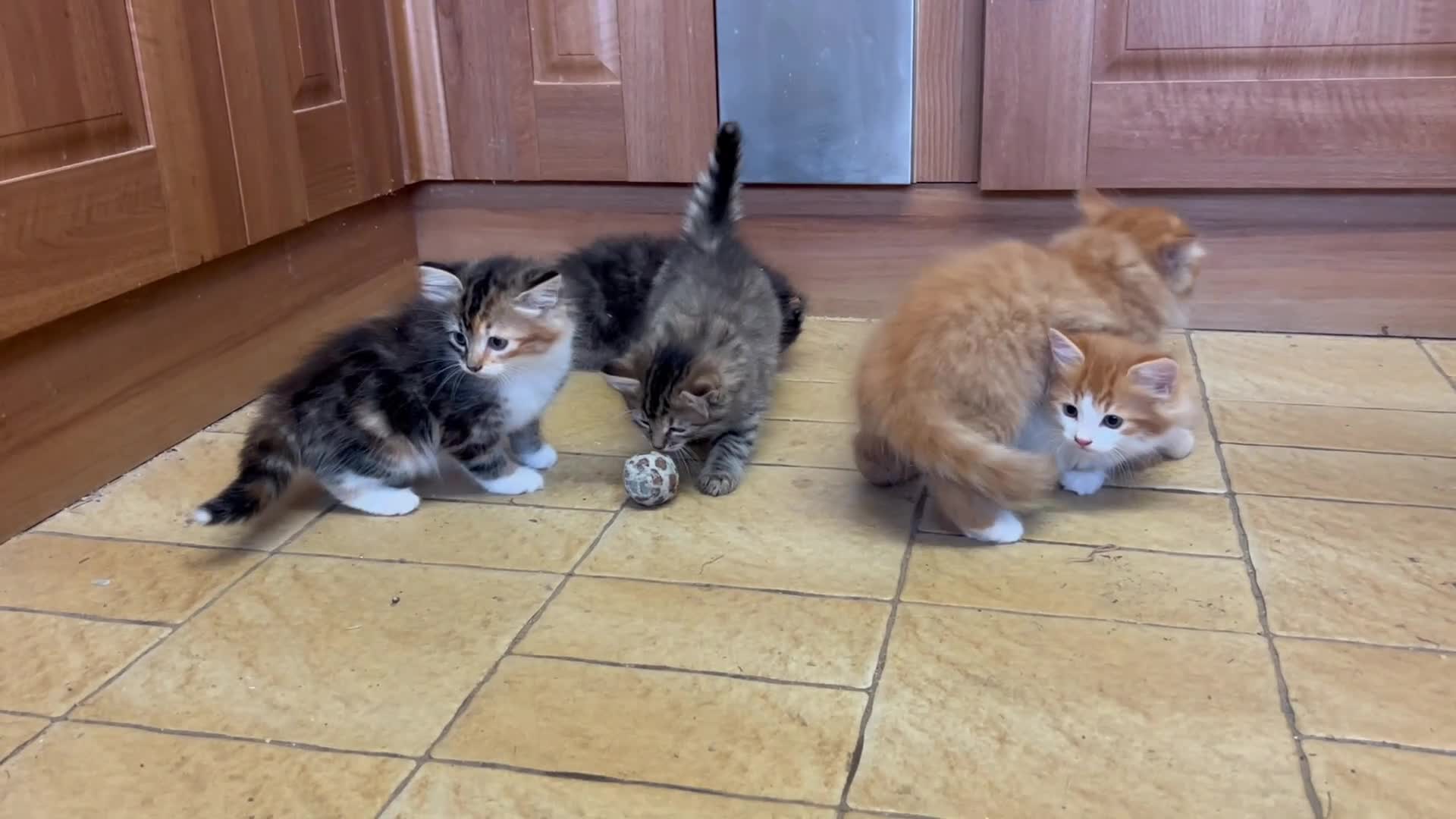 Mixed Breed cats for sale: Beautiful long haired kittens  - Video 1