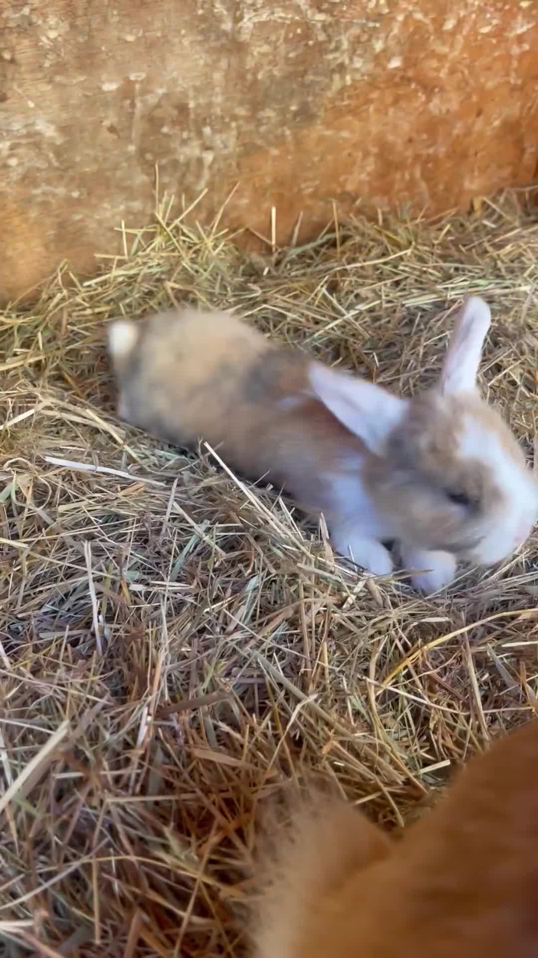 Dutch rabbits for sale: Baby bunnies for sale! in Castle Cary - Video 2