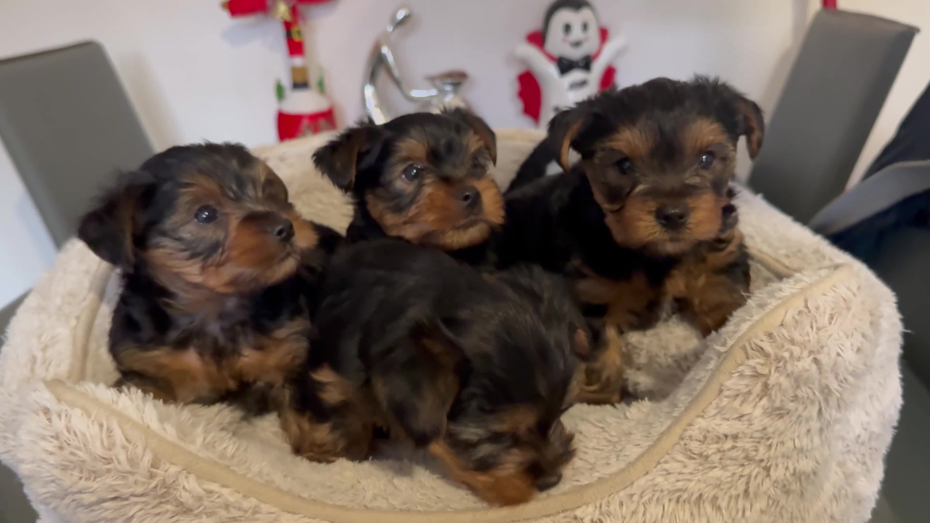Yorkshire Terrier dogs for sale: Beautiful Yorkshire Terrier Puppies - Video 1