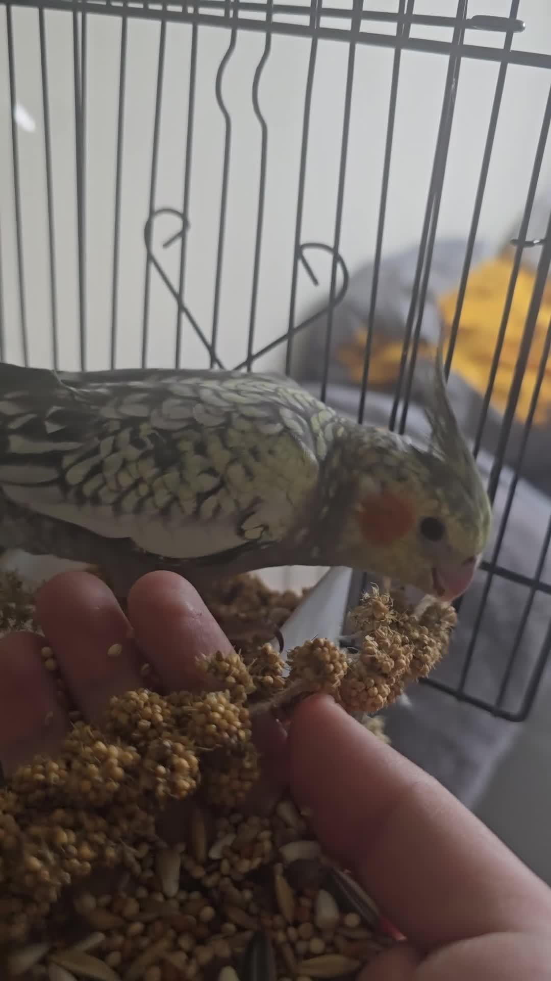 Cockatiels birds for sale: Baby cockatiels for sale  - Video 1