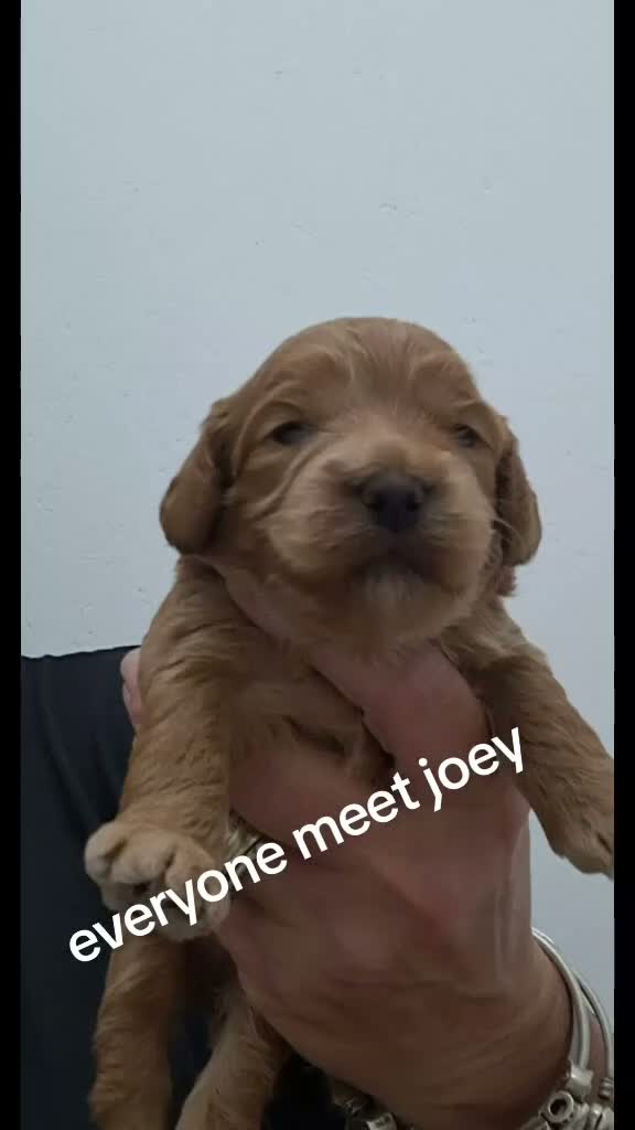 Cockapoo dogs for sale: Cockerpoos - Video 4
