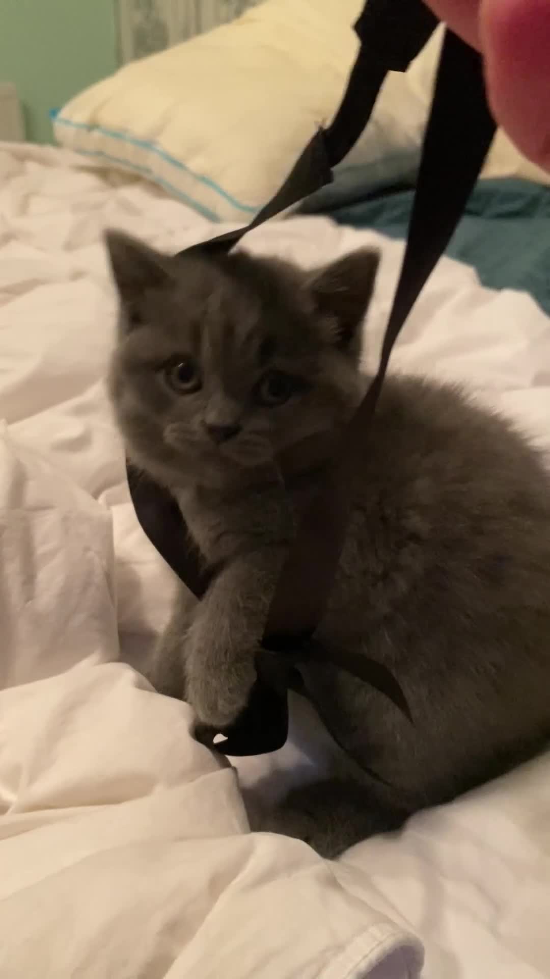 British Shorthair cats for sale: The Most Beautiful Angel on Earth🌸Pedigree BHS - Video 2