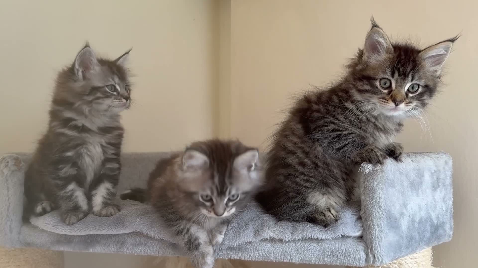 Mixed Breed cats for sale: Mainecoon/Ragdoll kittens  in Winscombe - Video 1