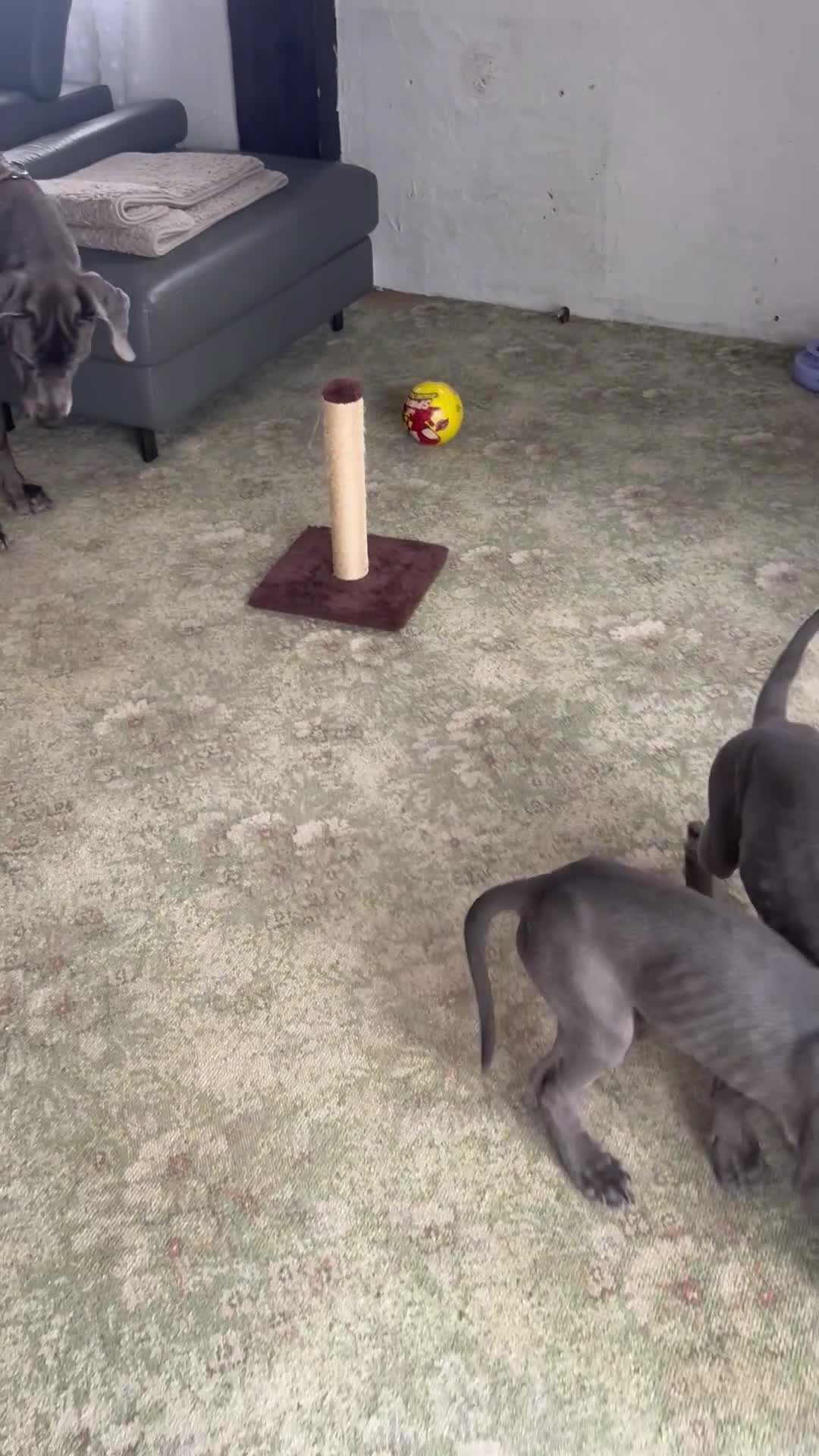 Great Dane dogs for sale: Gorgeous blue KC Great Danes.Ready now! - Video 2