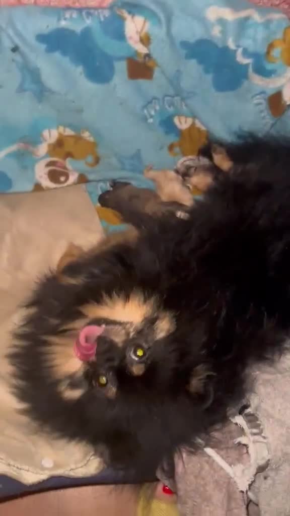 Pomeranian dogs for sale: orange Pomeranian puppy - Video 1