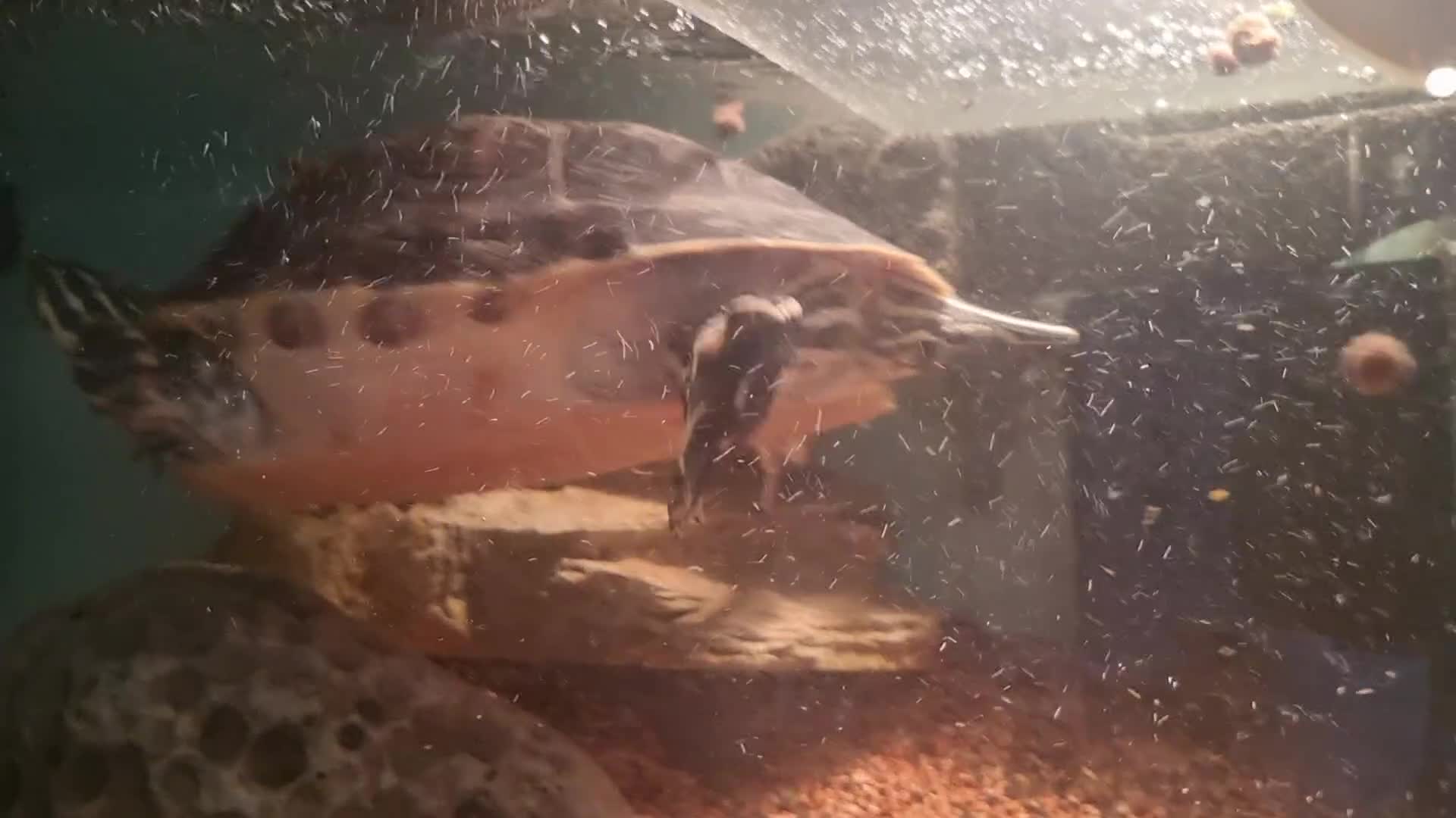 Terrapin reptiles for sale: 2 Terrapins Turtles 3 years adults - Video 2