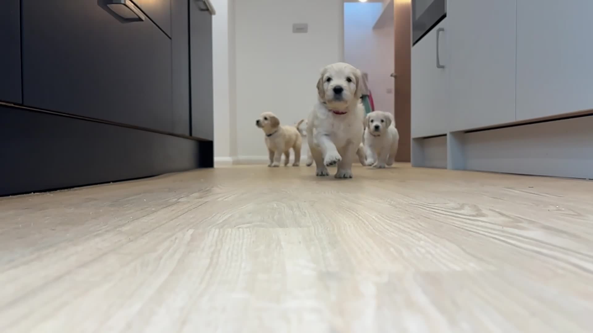 Double Doodle dogs for sale: Double Doodle puppies due August 2026 - Video 1