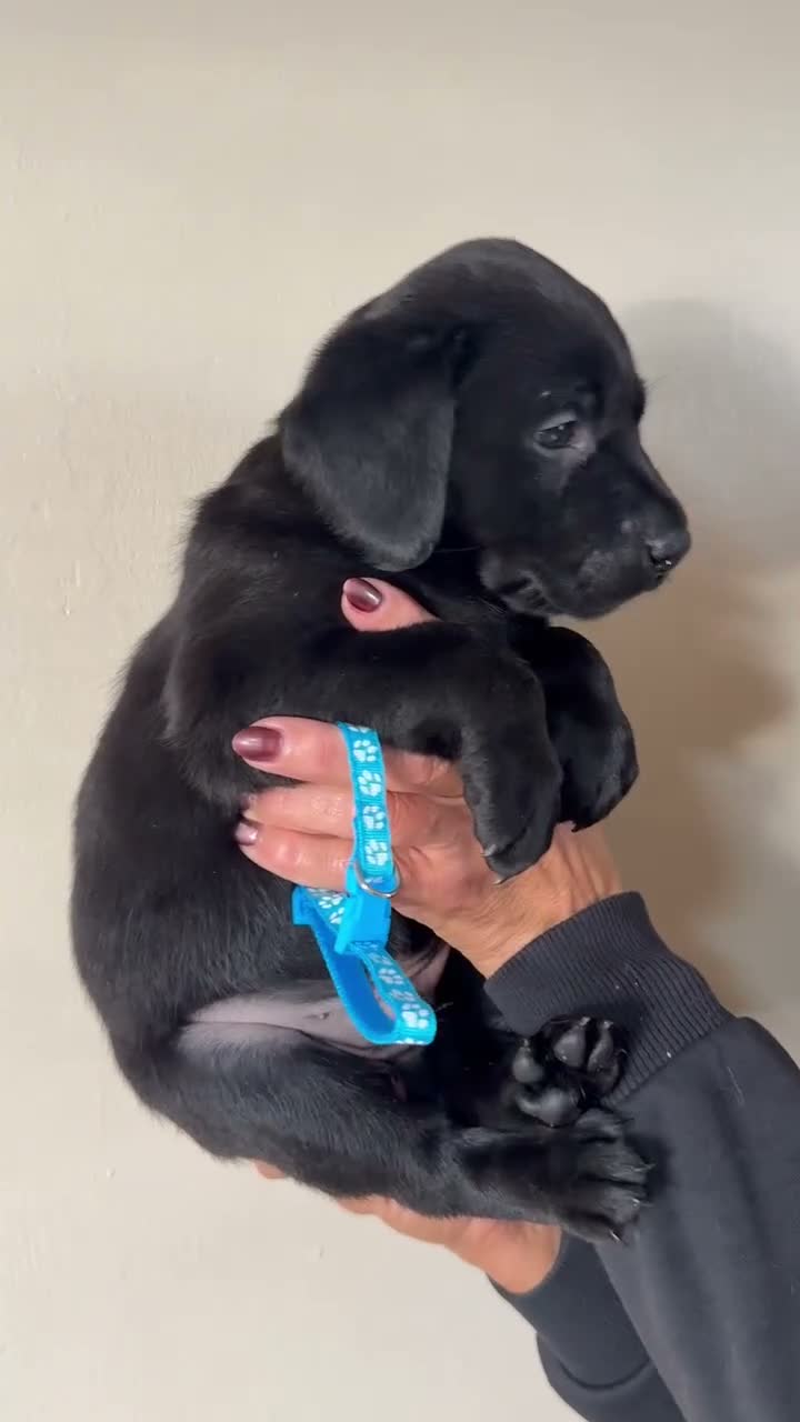 Labrador Retriever dogs for sale: Black Labrador Puppies  in Stoke-on-Trent - Video 4