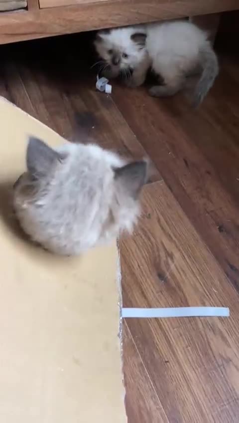 Ragdoll cats for sale: Beautiful chunky kittens ready to leave soon - Video 1