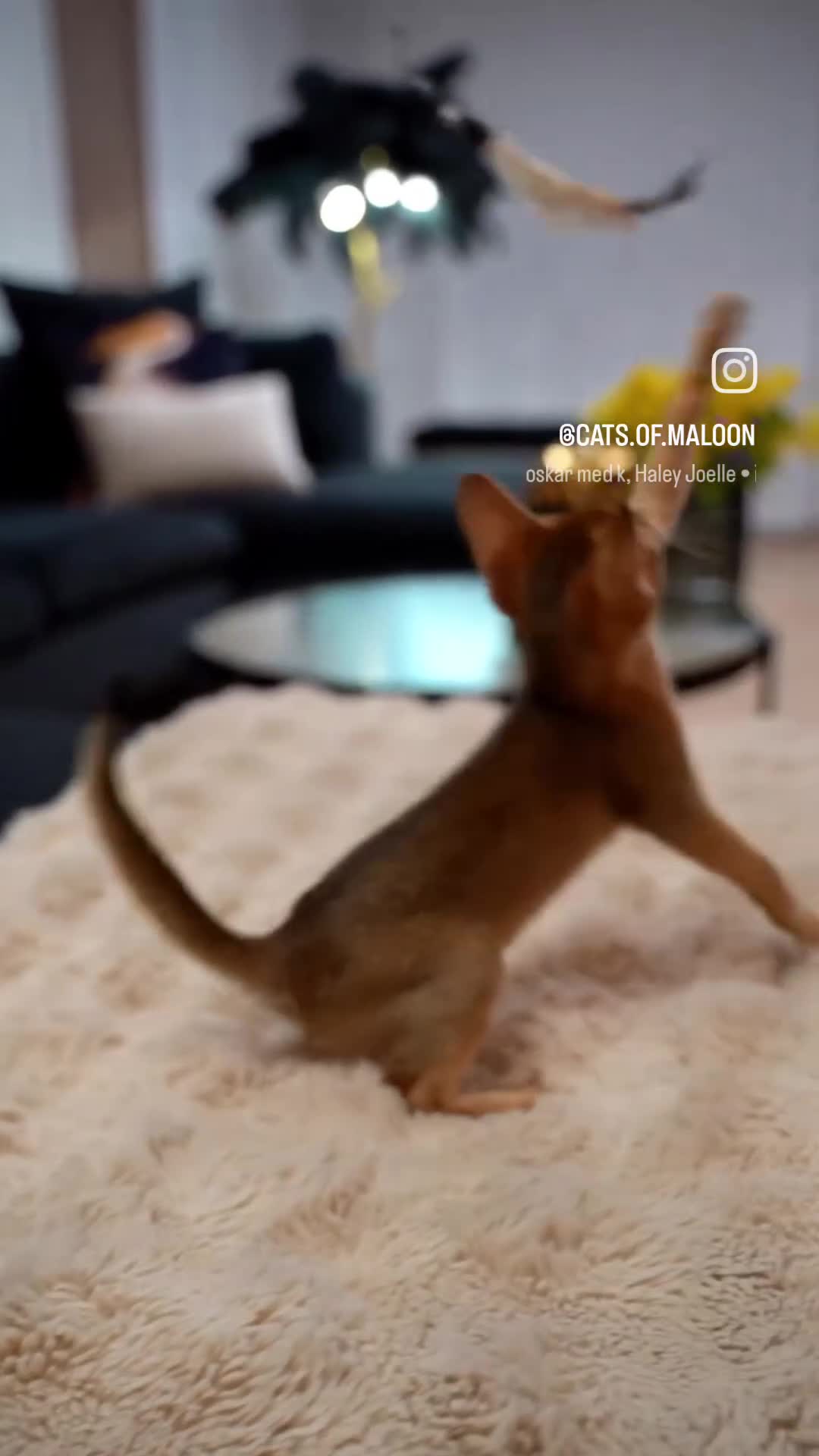 Abyssinian cats for sale: Caspian Boy - elegant, unique champion line🥇 - Video 1