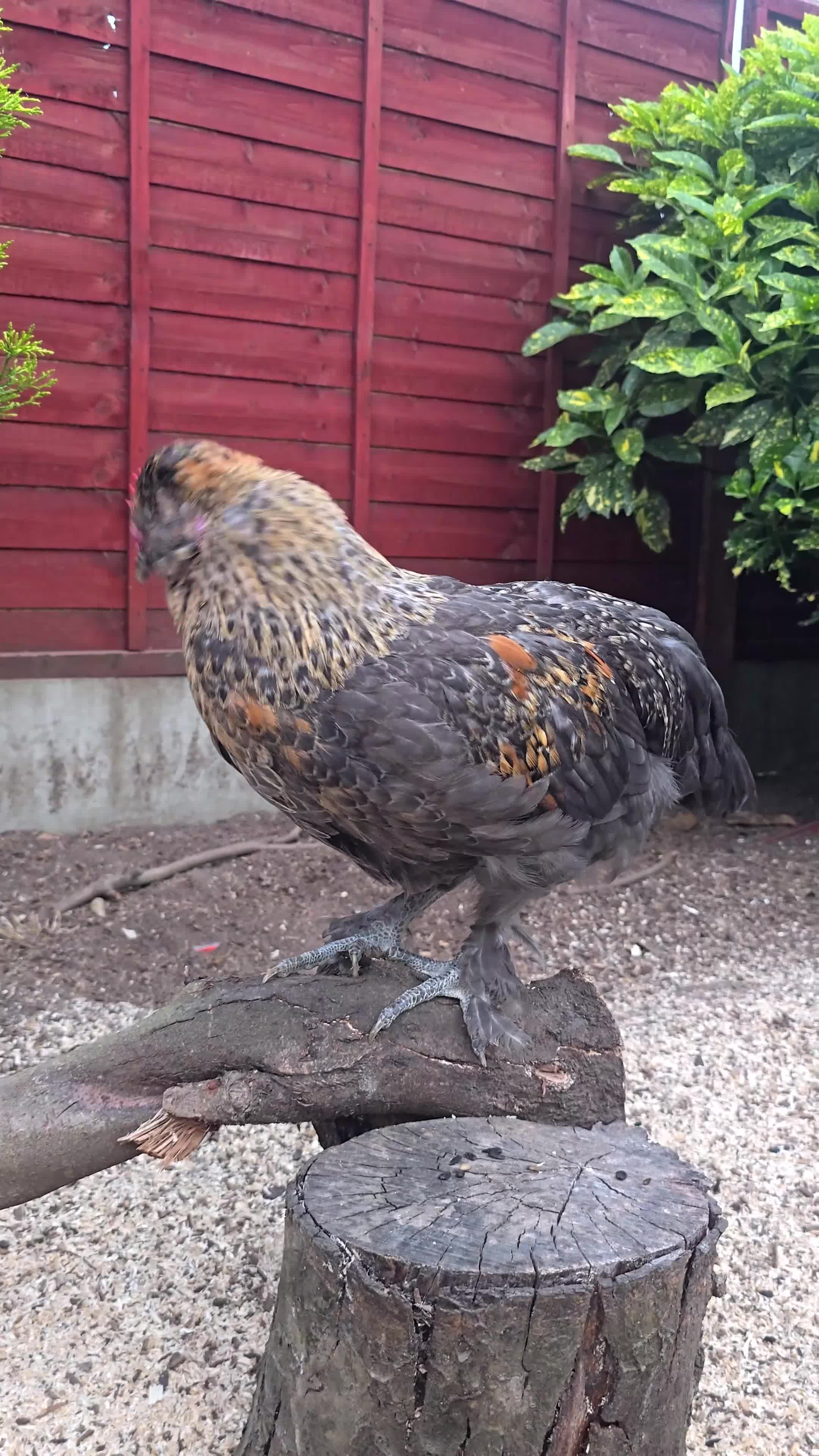 Chickens poultry for sale: Araucana x Silkie boy - Video 1