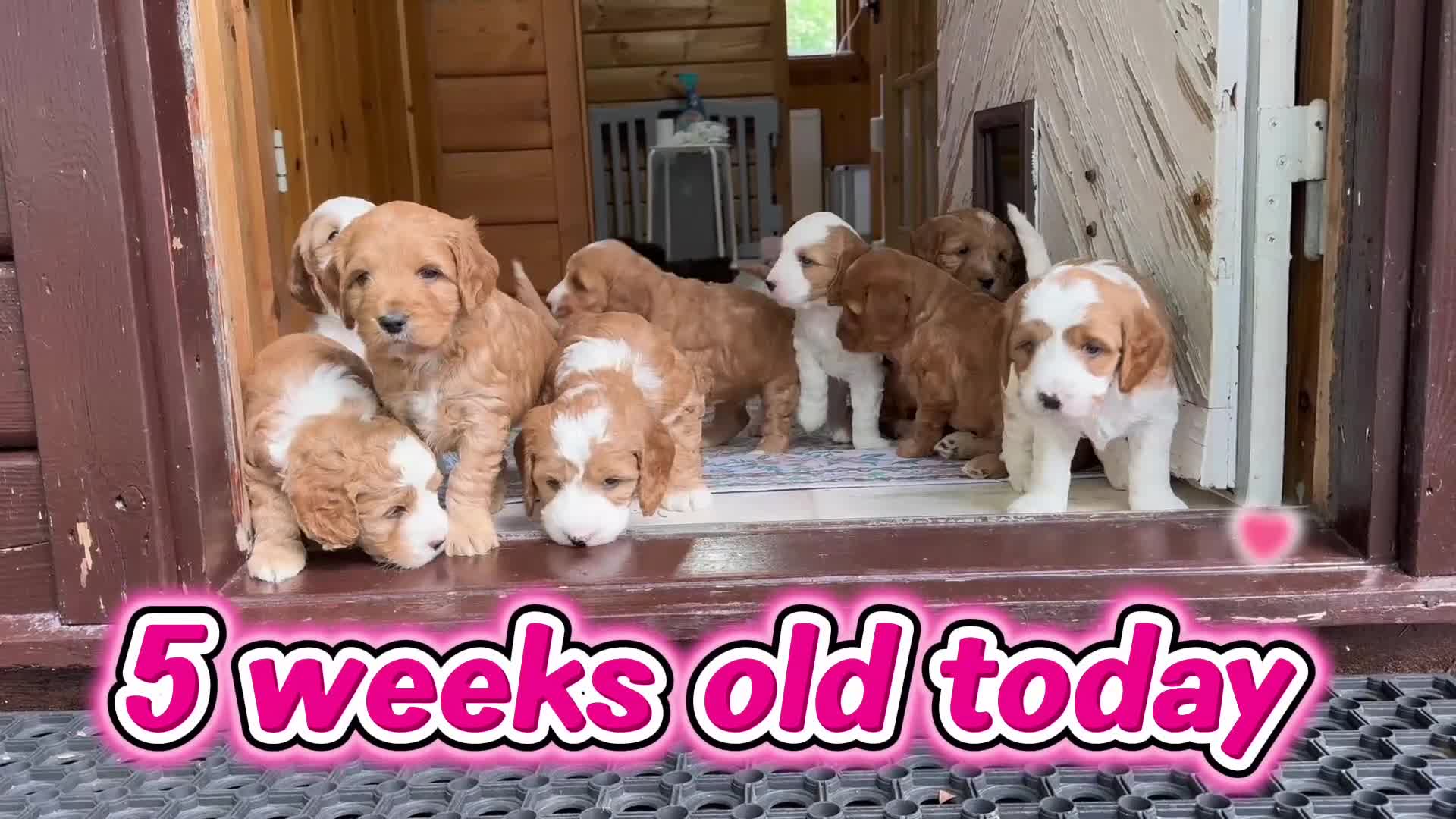Australian Labradoodle dogs for sale: Fully health tested Australian Labradoodle puppies - Video 1