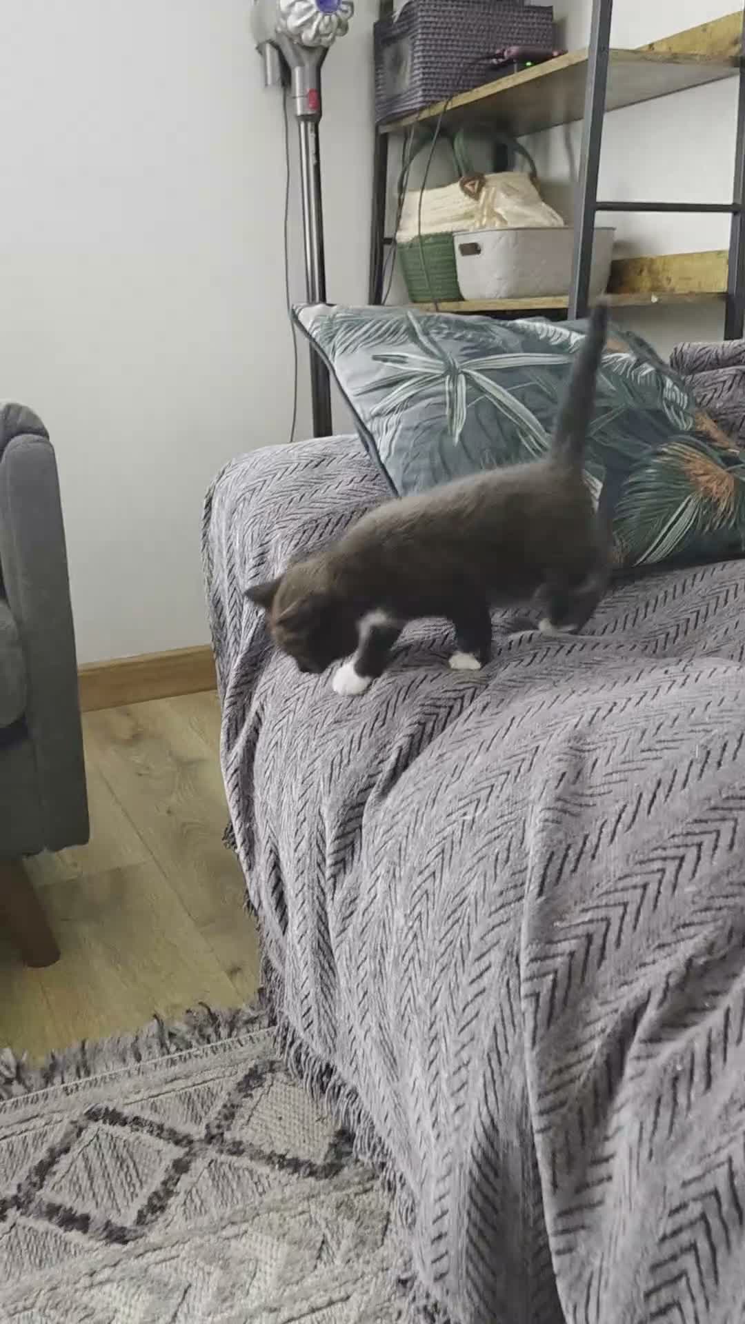 Mixed Breed cats for sale: BSH mixed kittens - Video 3