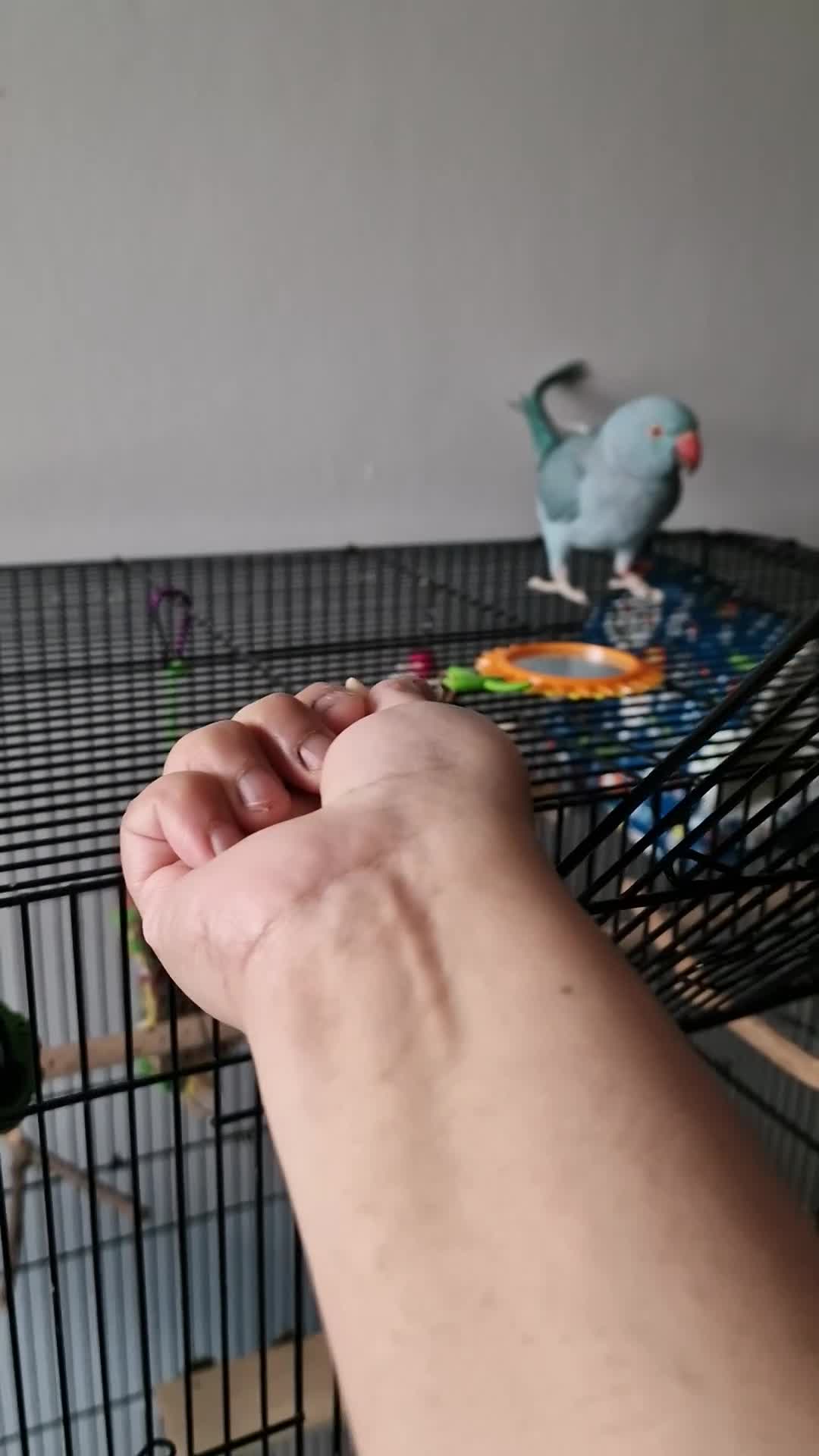 Ringnecks birds for sale: Blue Female Indian Ringneck with cage & much more. - Video 2