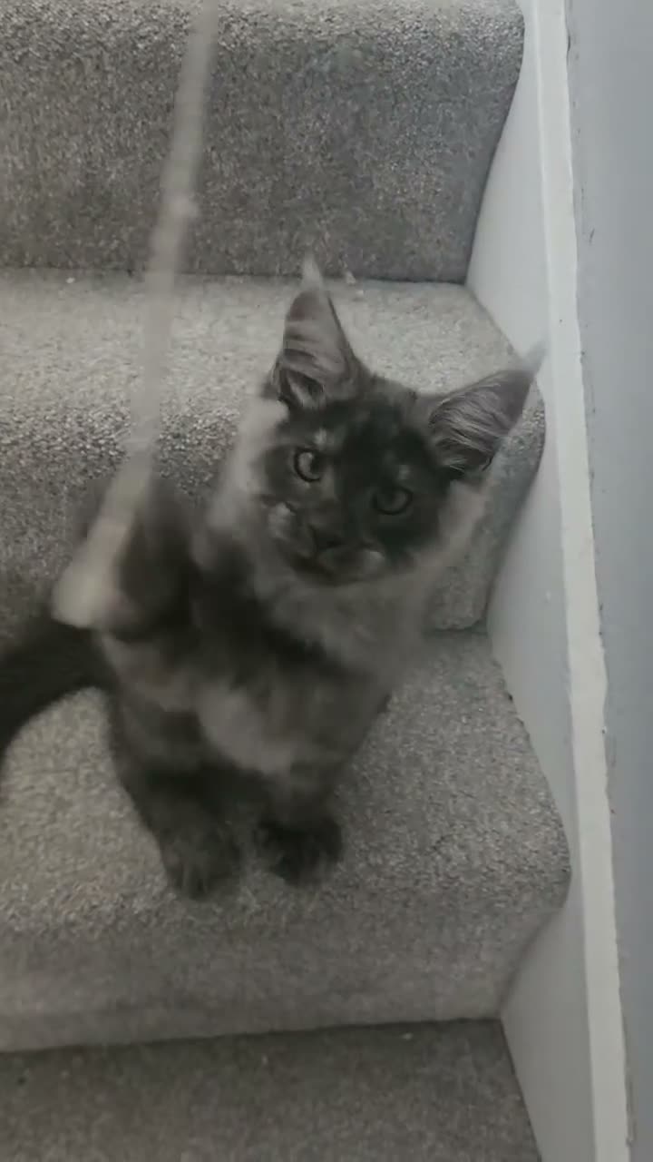 Maine Coon cats for sale: TICA Maine Coon Boy Last Kitten Available. - Video 2