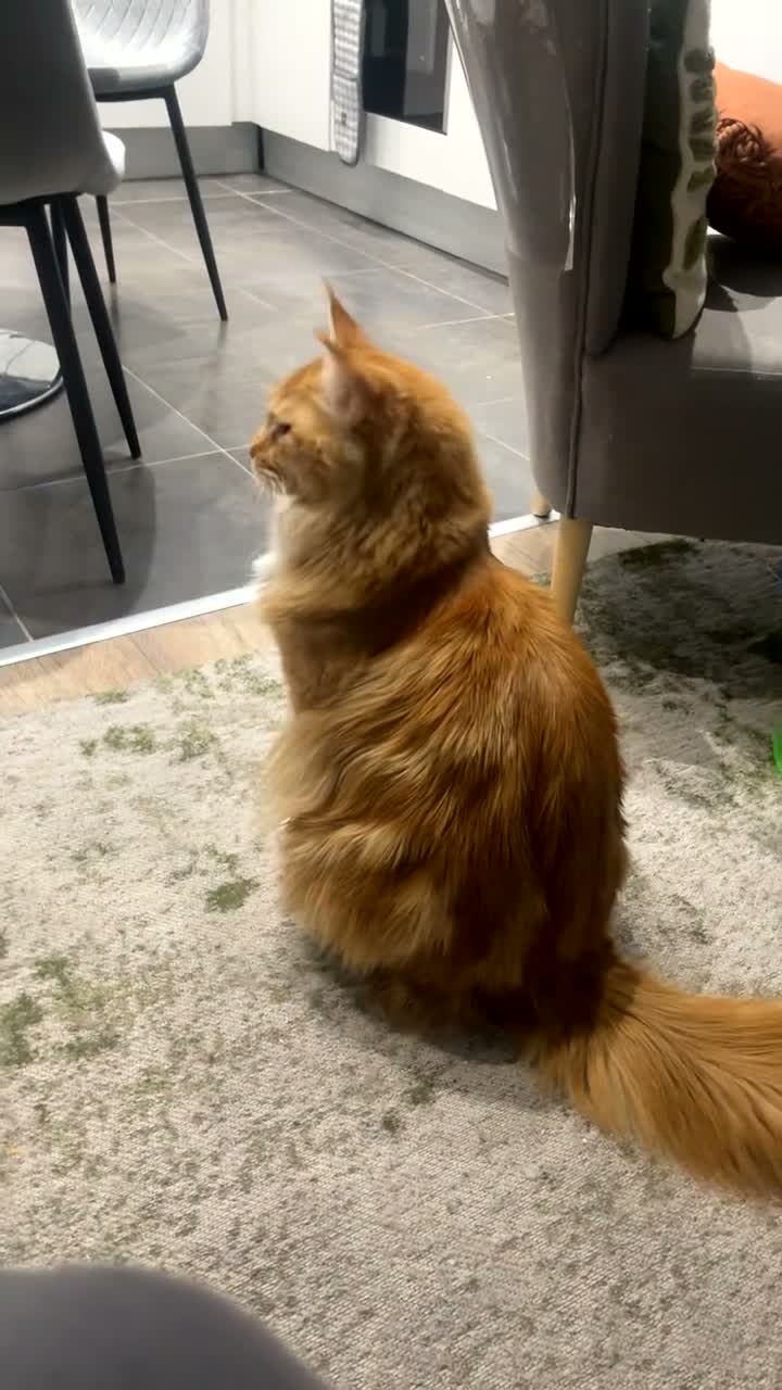 Maine Coon cats for sale: Beautiful Male Maine Coon – Luca - Video 1