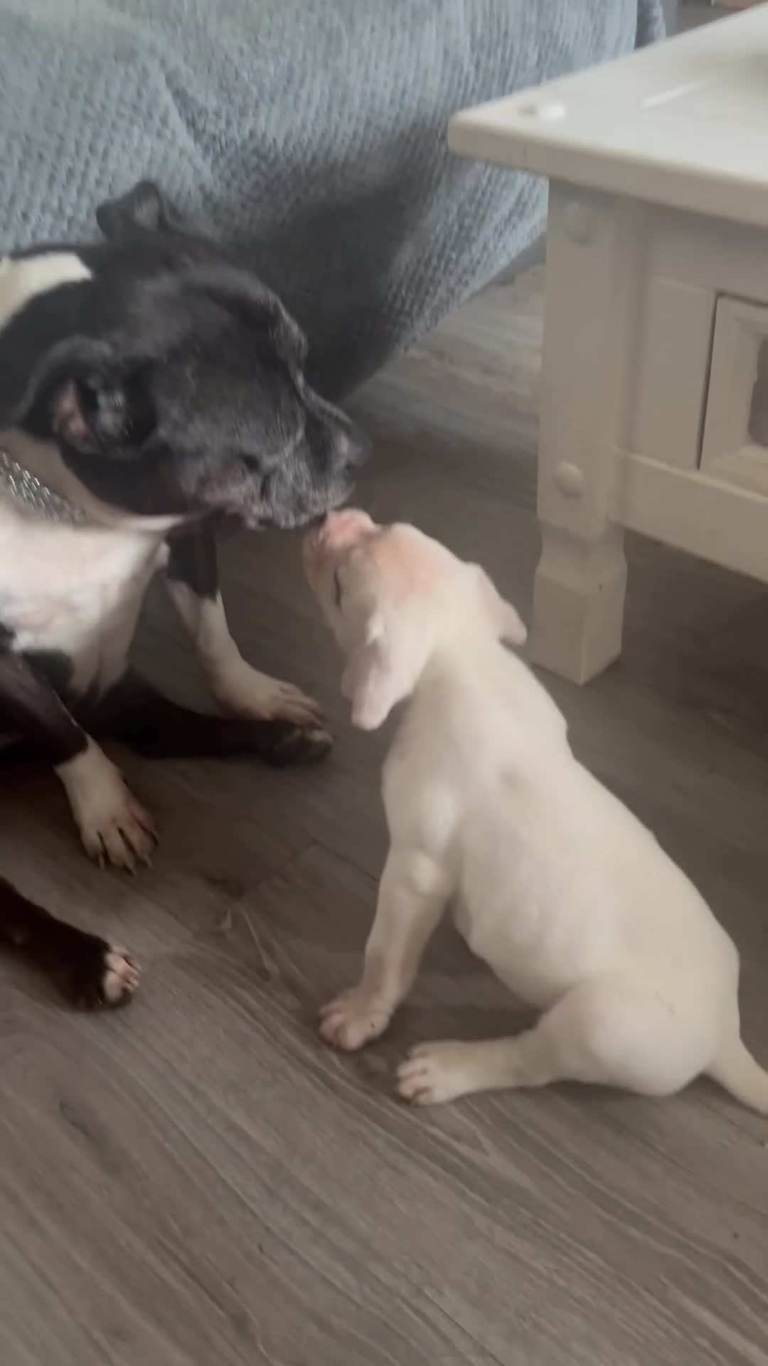 American Bulldog dogs for sale: ❤️AMERICAN BULLDOG PUPPIES   1 GIRL LEFT ❤️🐾 - Video 3