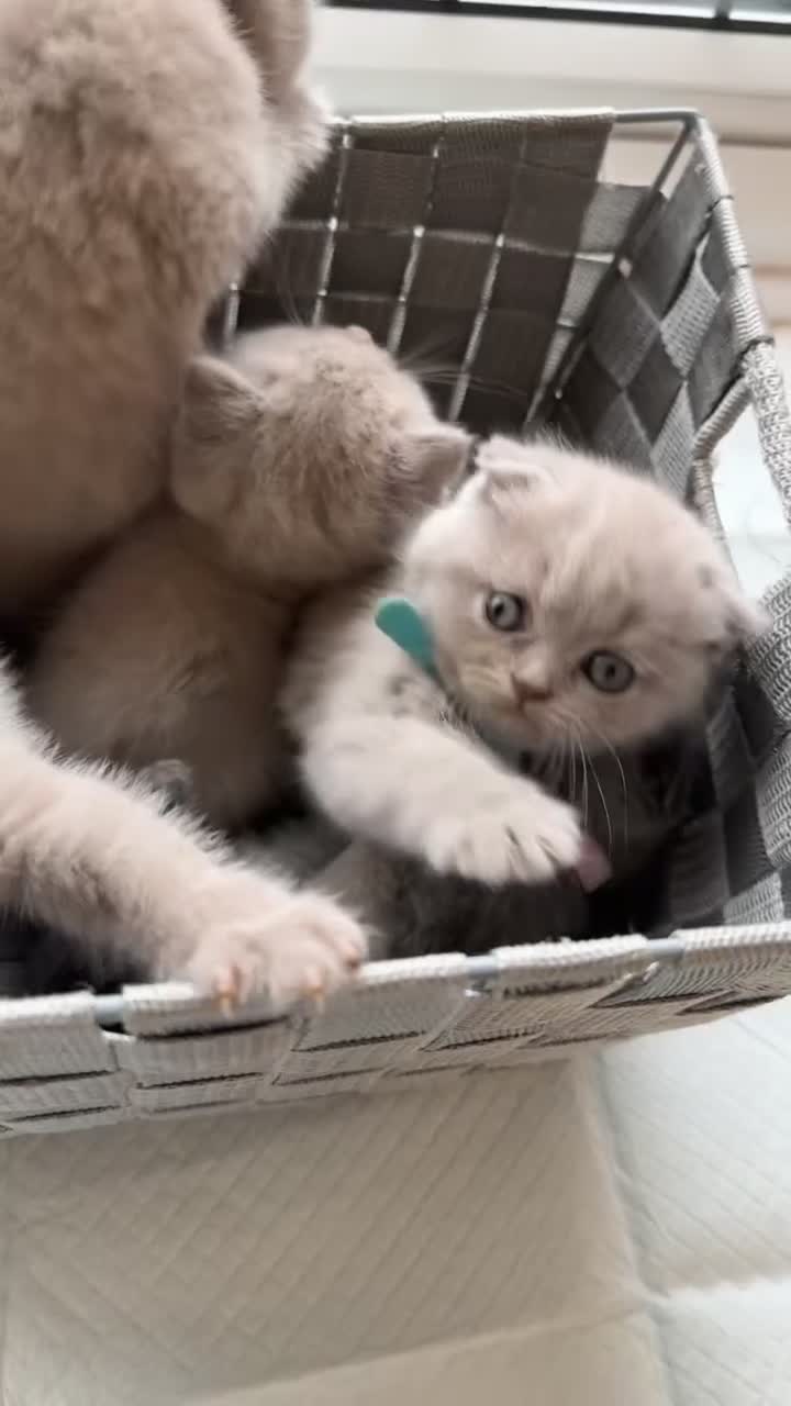 British Shorthair cats for sale: 🐾 Beautiful British Shorthair Kittens Ready Soon! - Video 2