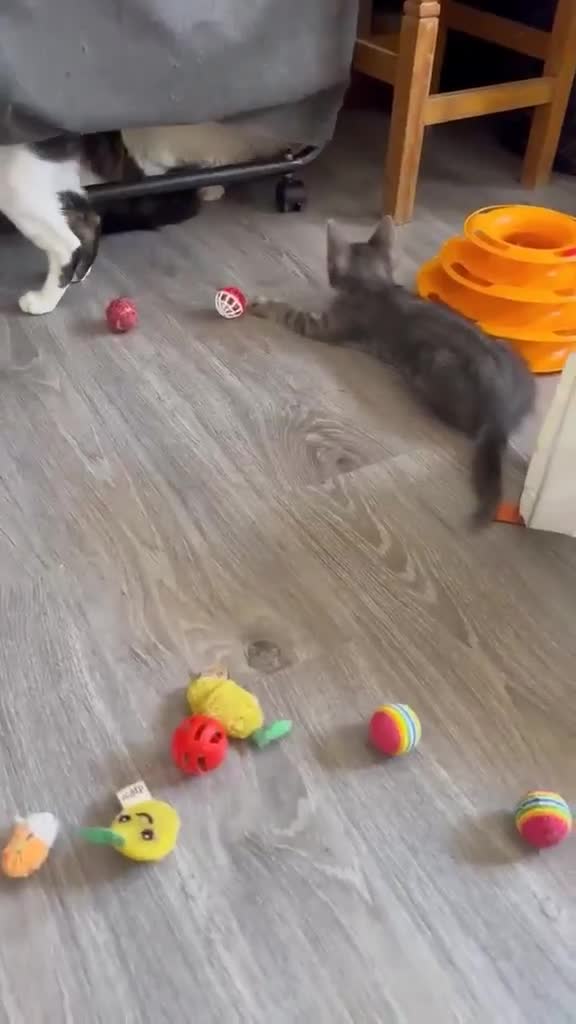 Mixed Breed cats for adoption: Tiresias – Majestic by name and personality - Video 2
