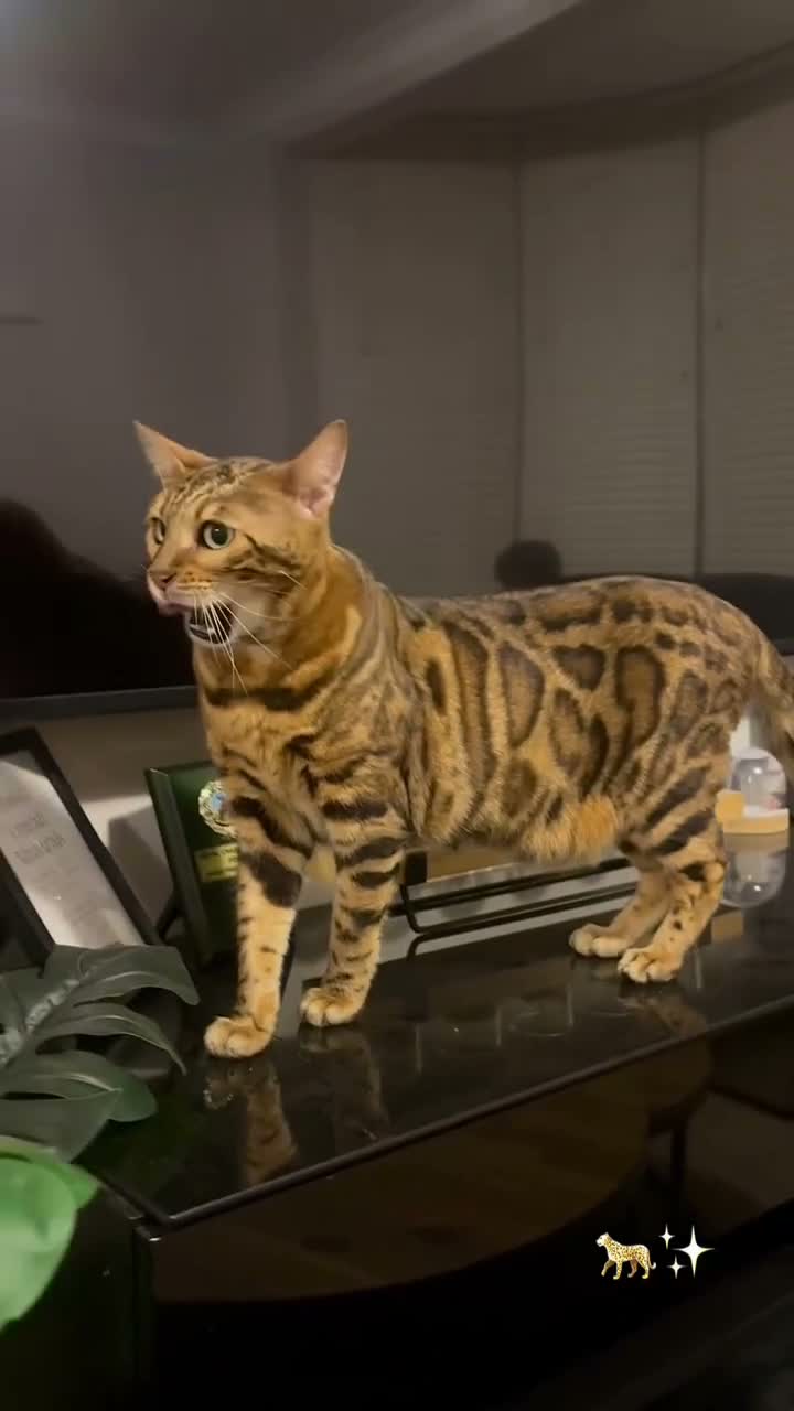 Bengal cats for sale: Bengal cats  in Mitcham - Video 2