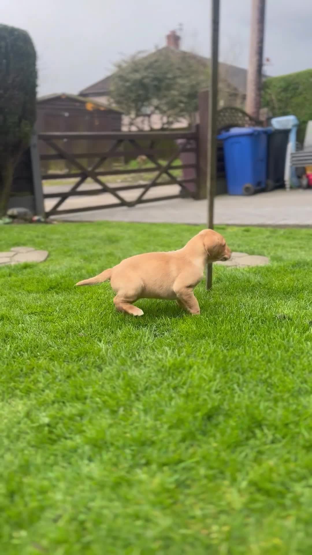 Labrador Retriever dogs for sale:  KC registered fox red lab puppies 1 FEMALE LEFT ! - Video 2