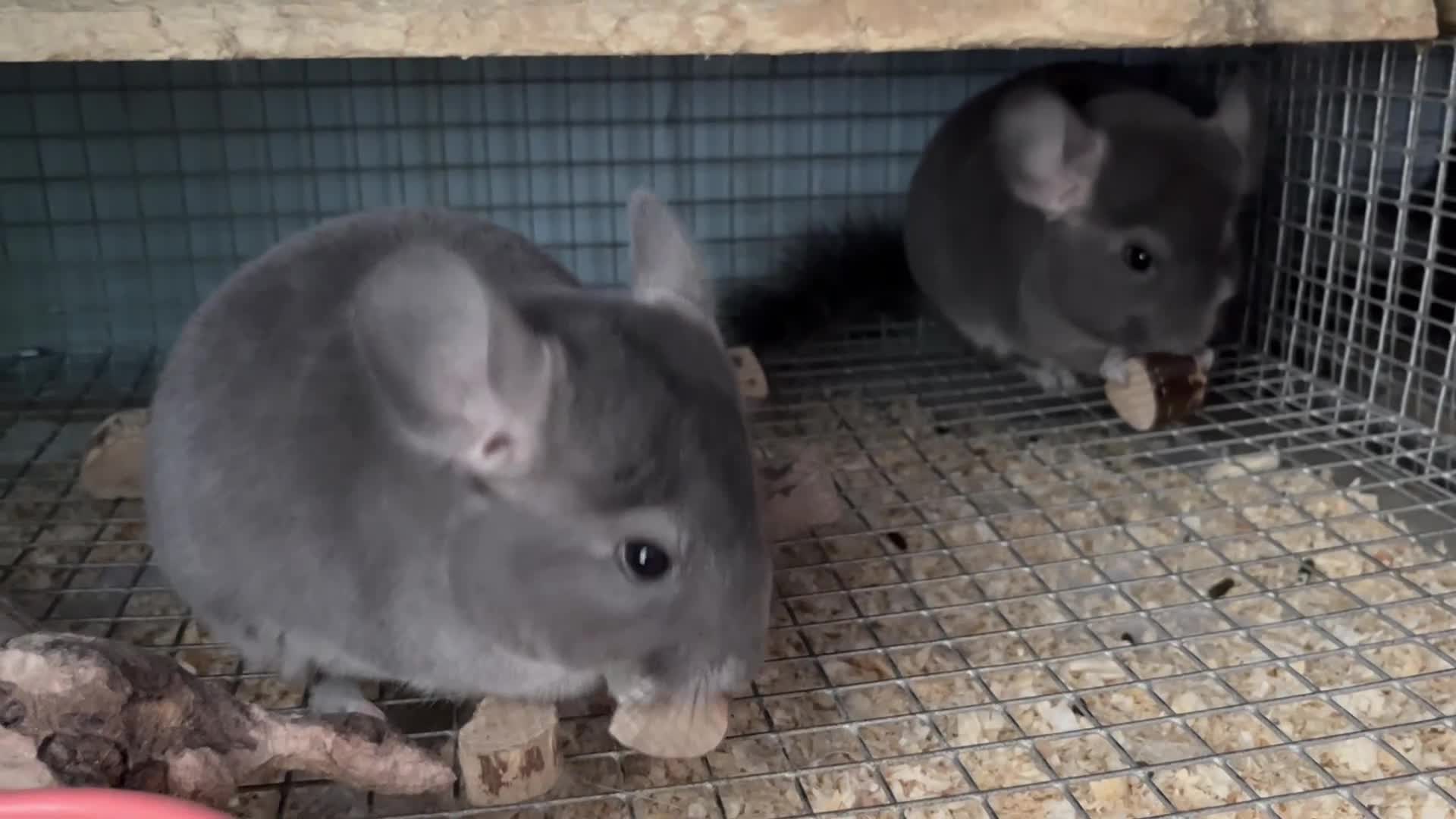 Chinchilla rodents for sale: Male and female violet wrap and grey chinchillas - Video 1