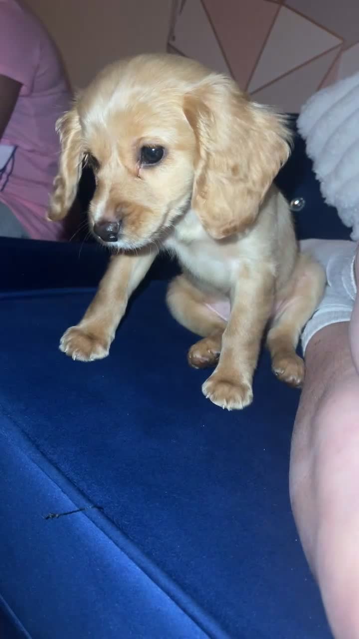 Mixed Breed dogs for sale: Cockapoo apricot  in Crewe - Video 2