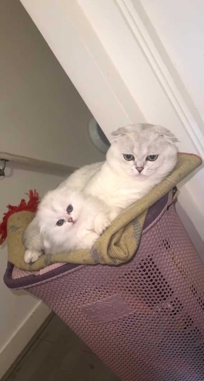 Scottish Fold cats for sale:  Beautiful Scottish Fold ready for Their New Homes - Video 1