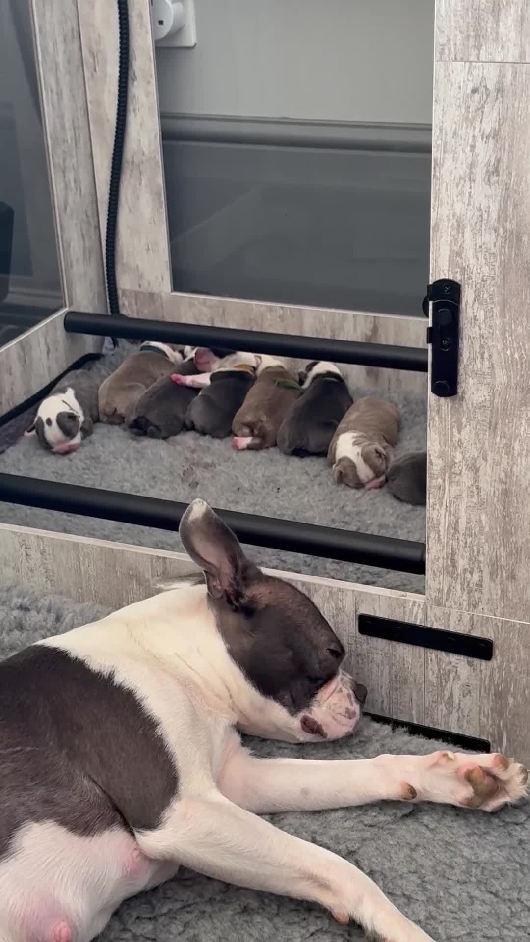 Boston Terrier dogs for sale: Stunning rainbow litter born 5/8/35 - Video 1