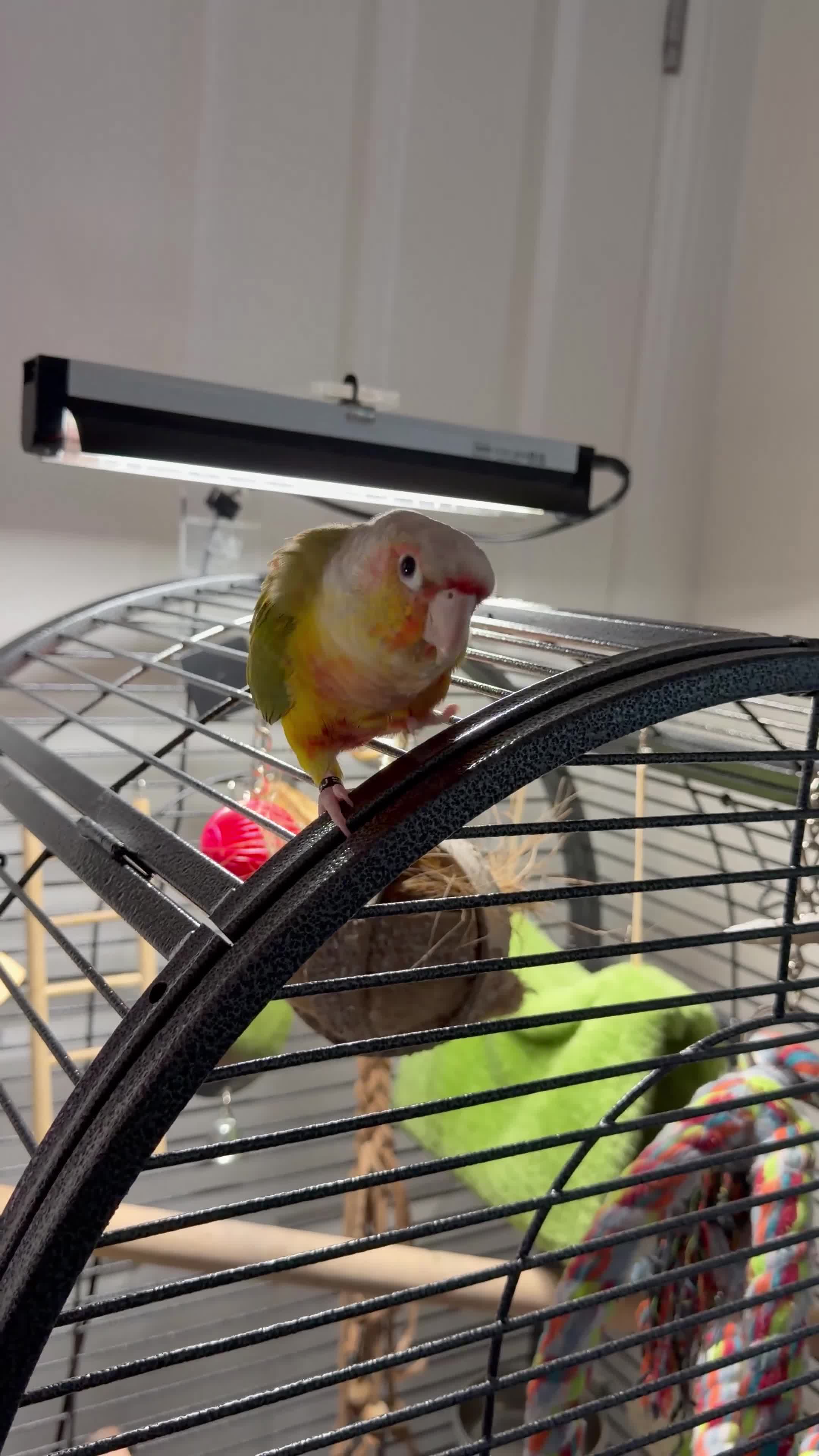 Conures birds for sale: Green Cheek Conure for sale 11months old £850 - Video 1
