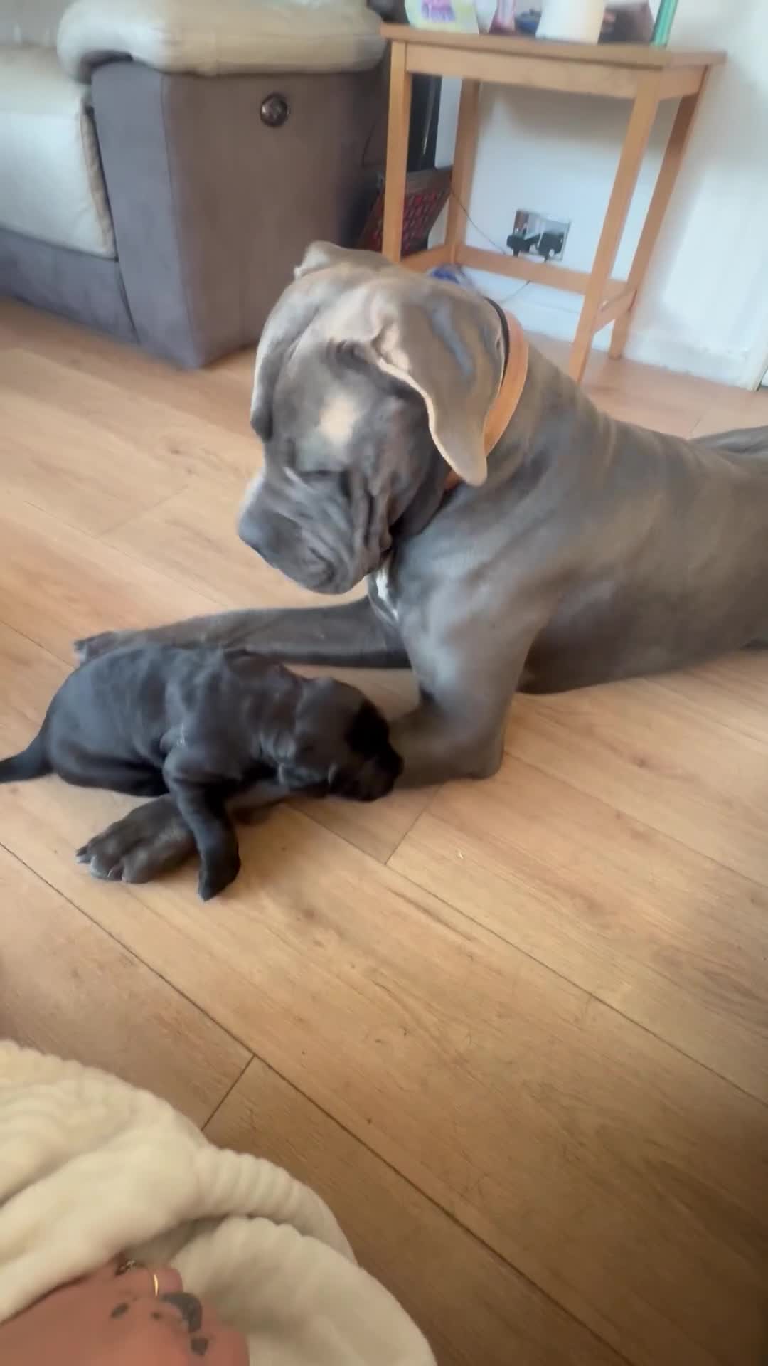 Mixed Breed dogs for sale: 3 beautiful boys for sale  - Video 2