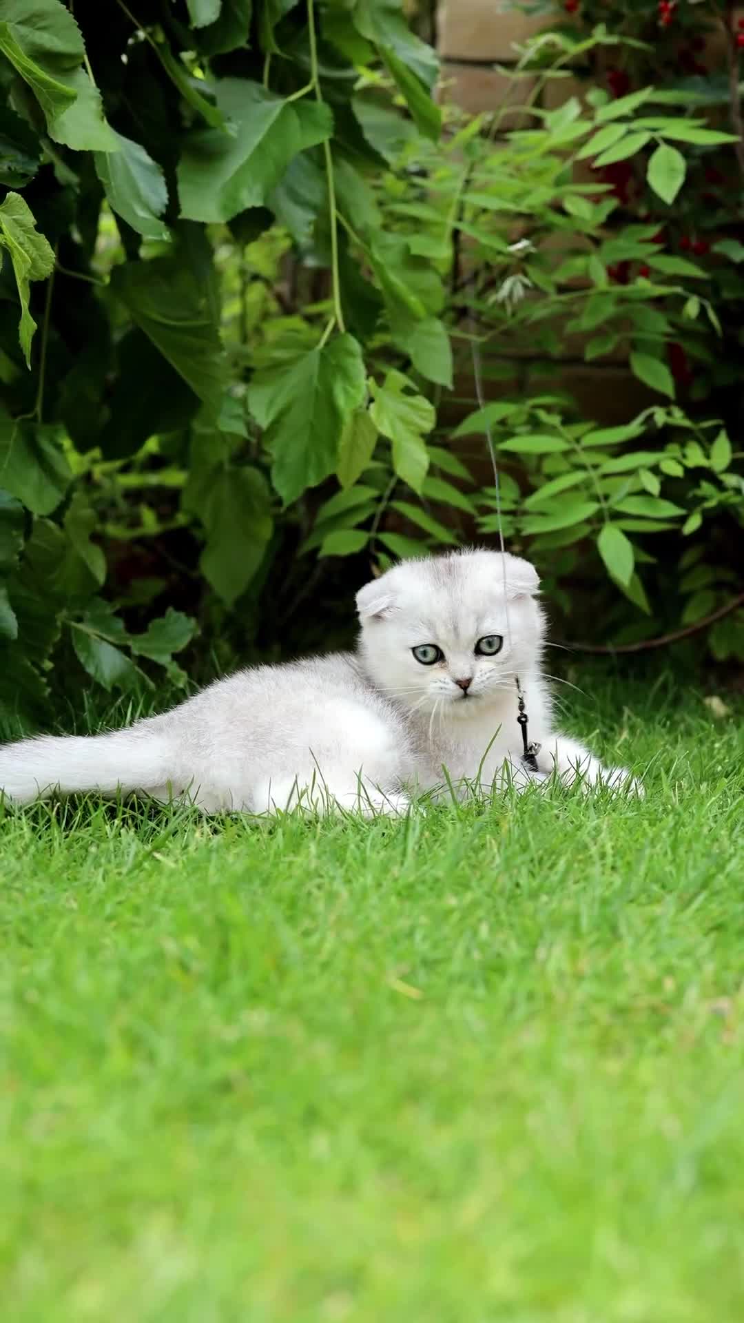 Scottish Fold cats for sale: Last Boy available  - Video 1